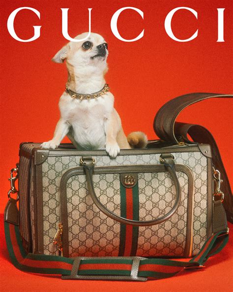 gucci shirt dog|gucci dog collection.